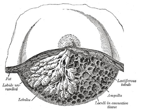 arryeolass|Areola mammae